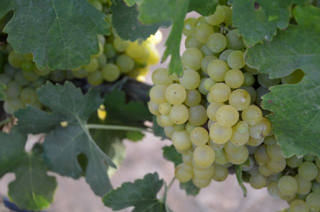 Elaboran vinos experimentales en Cartagena, Jumilla y Yecla con viñas sombreadas por paneles solares